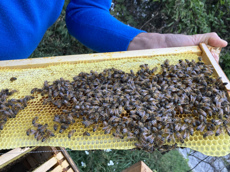 Bienen mit Honigwabe